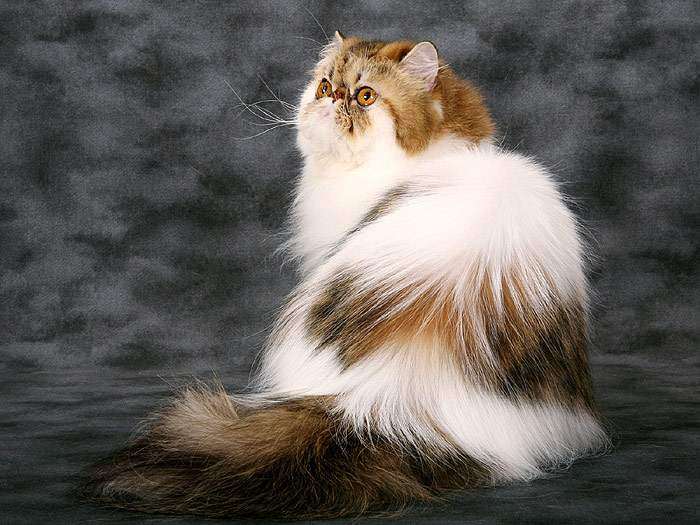 Персидская кошка экстремал, фото фотография