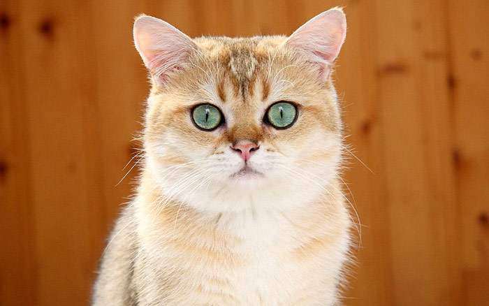 Британская короткошерстная кошка окраса золотая шиншилла, фото фотография