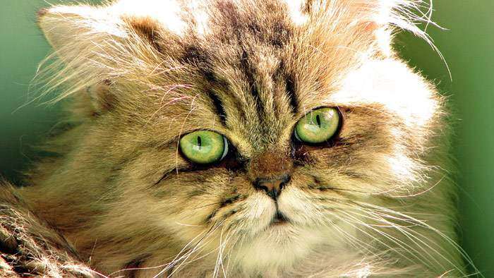 Персидская кошка с зелеными глазами, фото фотография
