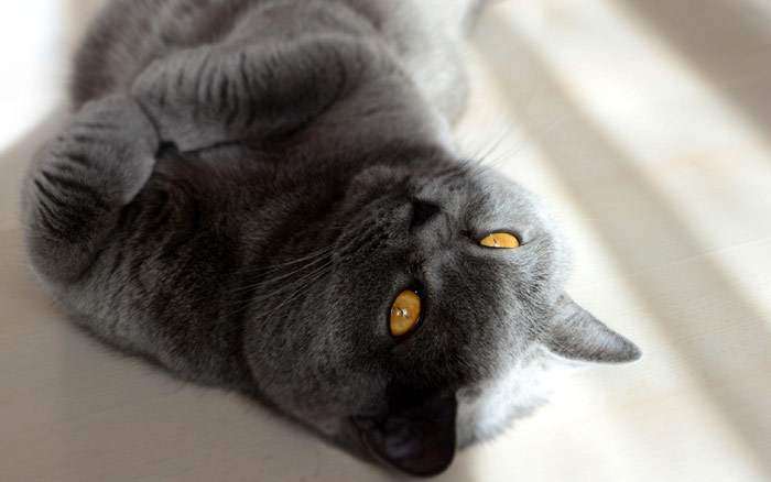 Британский короткошерстный кот с оранжевыми глазами, фото фотография