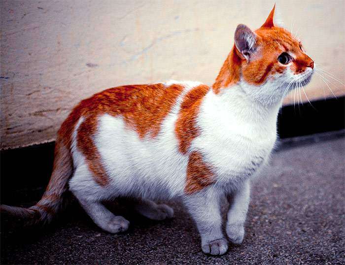 Домашняя кошка, фото фотография