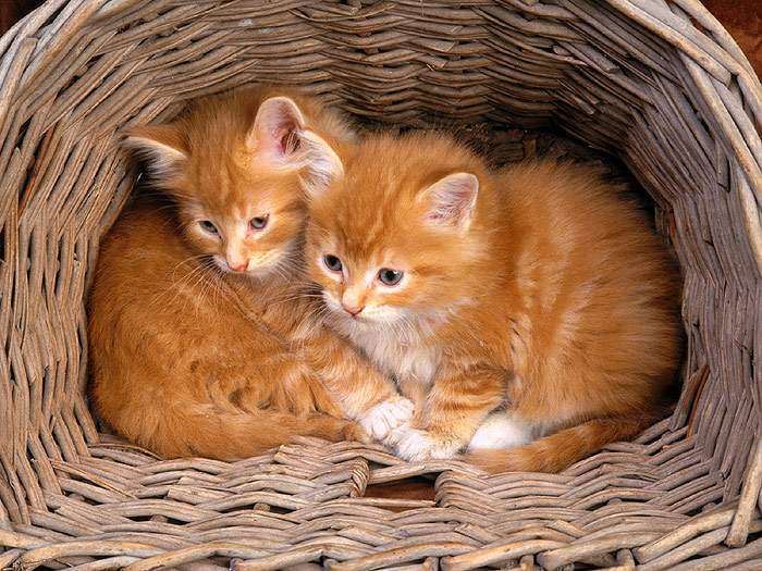 Два рыжих котенка в корзине, фото фотография
