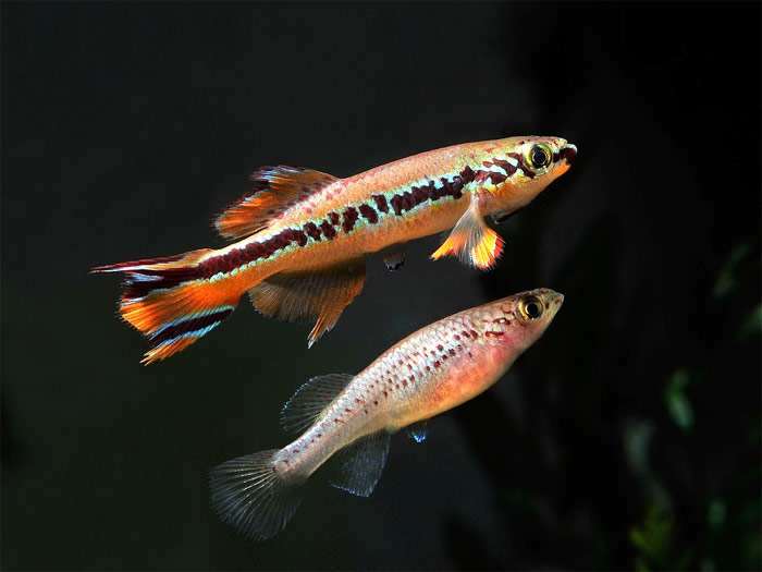 Дельтовый фундулопанхакс (Fundulopanchax deltaensis), фото фотография рыбки