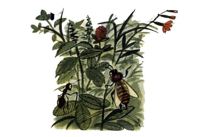 Муравей и пчела, рисунок иллюстрация