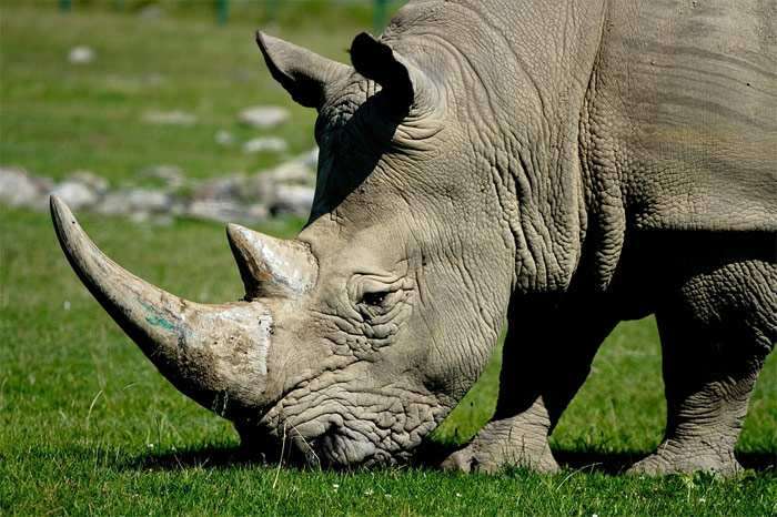 Африканский носорог, фото фотография животные