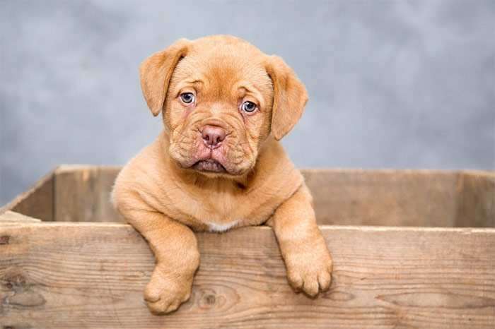 Щенок бордоского дога, фото фотография собаки