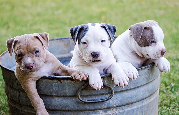 Три щенка в тазу, фото фотография собаки