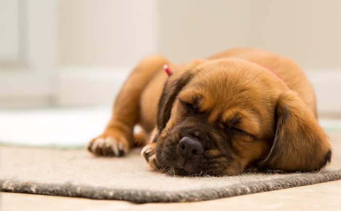Спящий рыжий щенок, фото фотография собаки