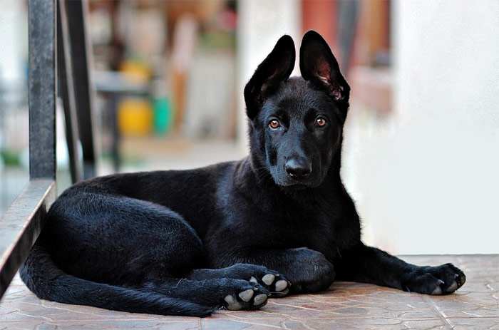 Щенок черной немецкой овчарки, фото фотография собаки