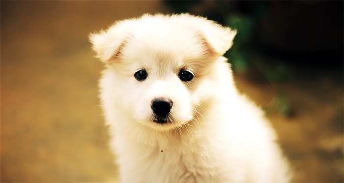 Щенок японского шпица, фото фотография собаки
