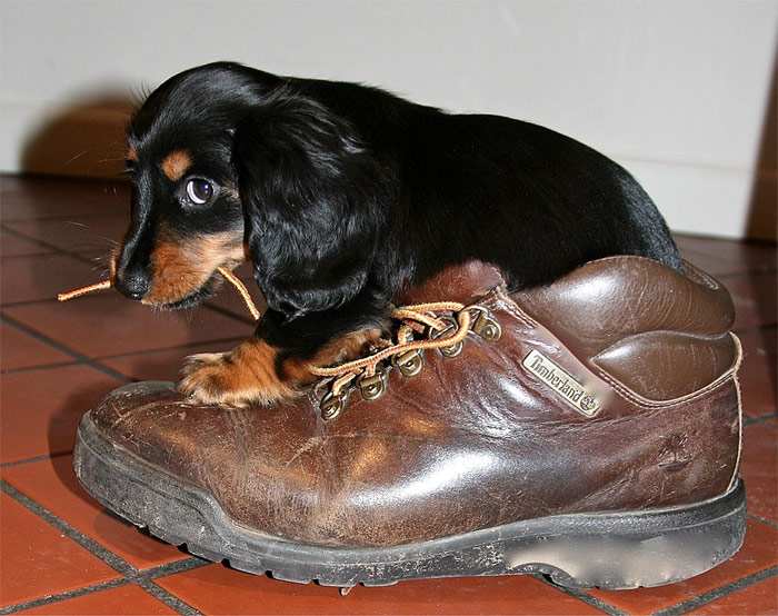 Щенок таксы грызет ботинок, фото фотография собаки