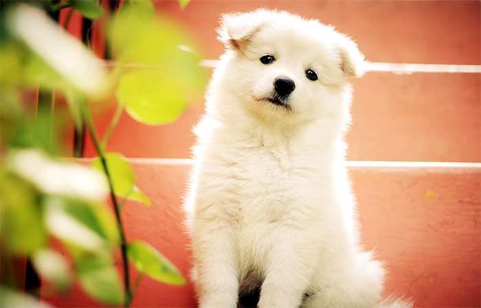Белый щенок с черным носом, фото фотография собаки 