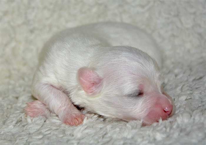 Новорожденный щенок, фото фотография собаки
