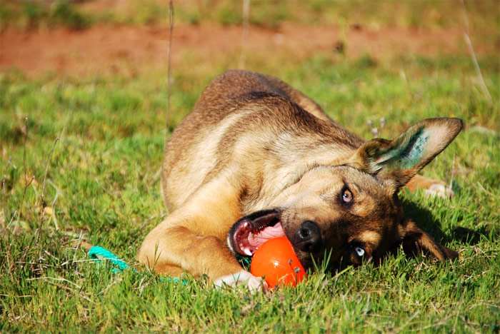 Собака грызет оранжевый мяч, фото фотография собаки