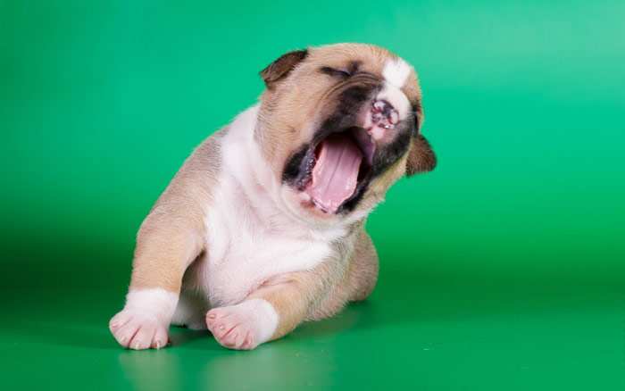 Зевающий щенок, зеленый фон, фото фотография собаки