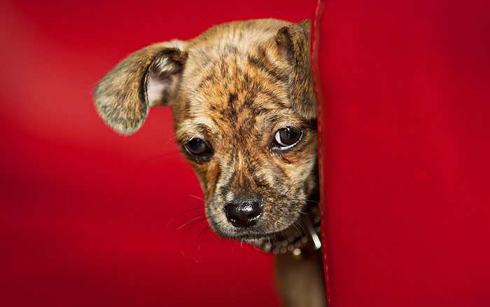 Испуганный щенок, красный фон, фото фотография собаки