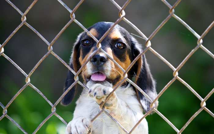 Щенок за сеткой рабицей, щенок за забором, фото фотография собаки