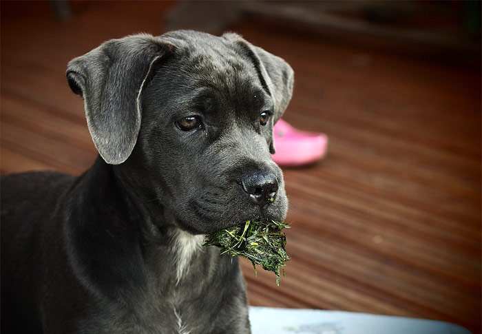 Щенки немецкого дога, фото фотография собаки