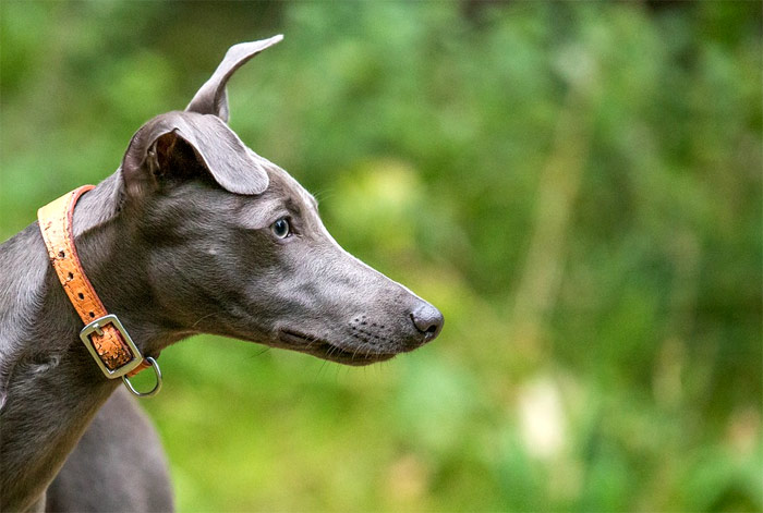 Левретка, итальянская борзая, фото фотография собаки