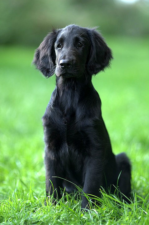 Щенок черного прямошёрстного ретривера, фото фотография собаки