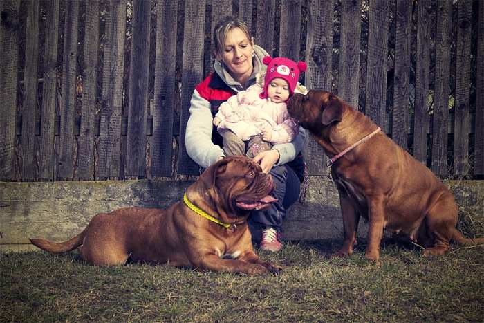Женщина с маленькой девочкой и двумя бордоскими догами, фото фотография собаки