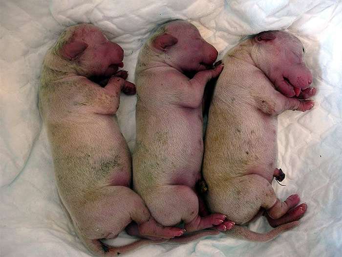 Новорожденные щенки голден ретривера, фото собаки