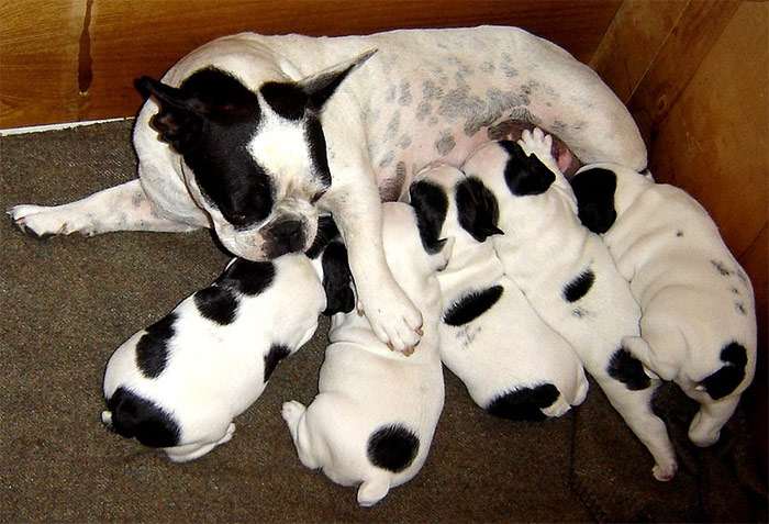 Сука французского бульдога со щенками, фото фотография