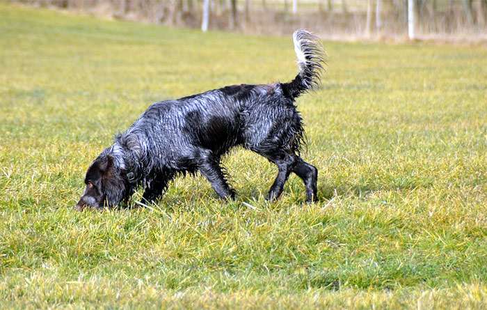 Немецкий вахтельхунд, немецкая перепелиная собака, немецкий спаниель, фото фотография собаки