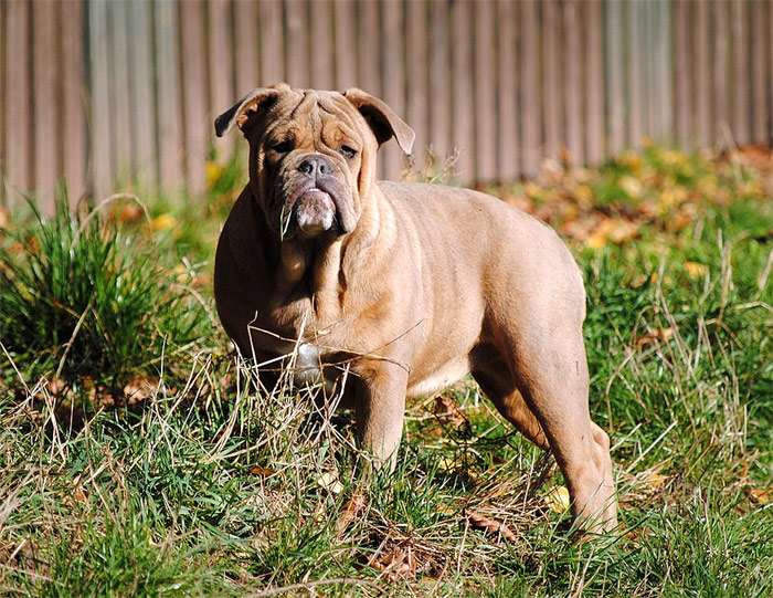 Староанглийский бульдог, фото фотография собаки