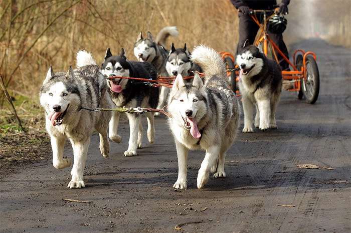 Упряжка сибирских хаски, фото фотография собаки