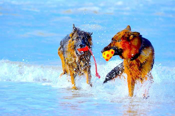 Бегущие по воде немецкие овчарки, фото фотография собаки