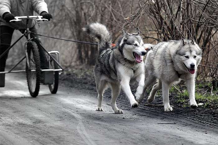 Упряжка с двумя сибирскими хаски, фото фотография собаки