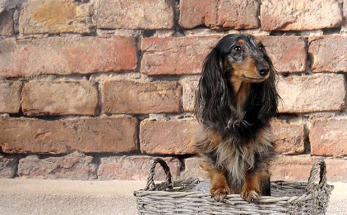 Длинношерстная такса сидит в корзинке на фоне кирпичной стены, фото фотография собаки