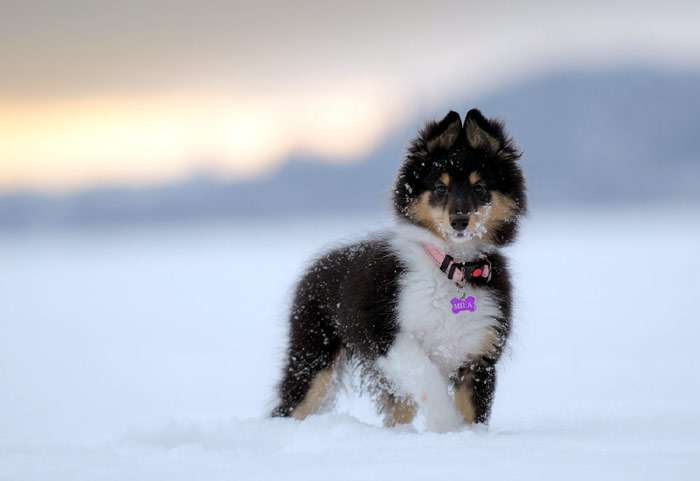 Щенок шелти гуляет по снегу, фото фотография собаки