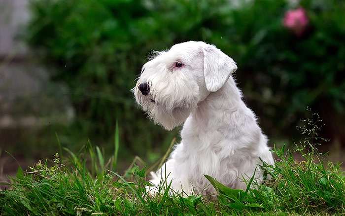 Белый шотландский терьер (скотч-терьер), фото фотография собаки