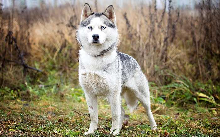 Сибирский хаски с голубыми глазами, фото фотография собаки
