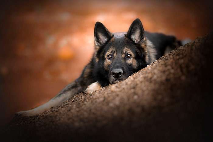 Задумчивая немецкая овчарка, фото фотография собаки