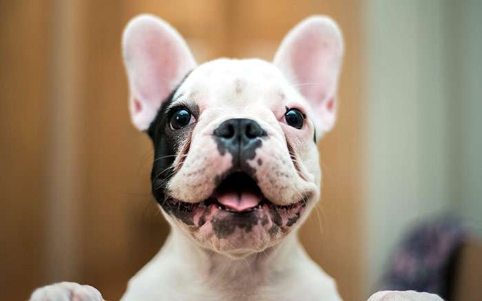 Забавный щенок французского бульдога, фото фотография собаки