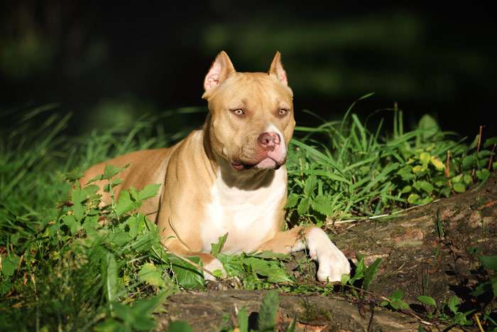 Амстаф, американский стаффордширский терьер, фото фотография собаки
