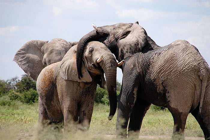 Африканские слоны, фото фотография животные