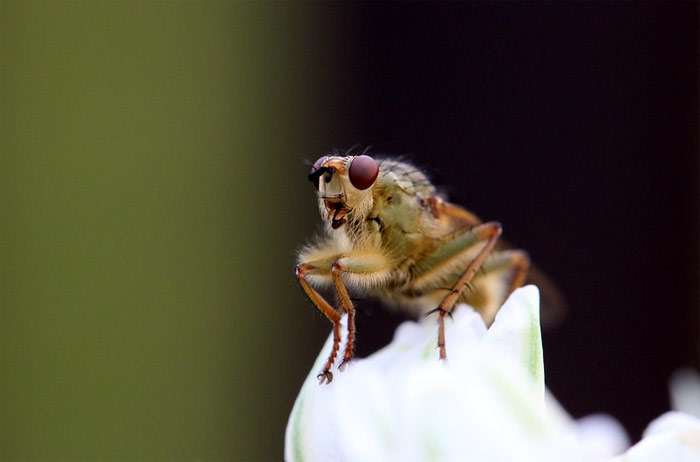 Муха дрозофила, фото фотография насекомые