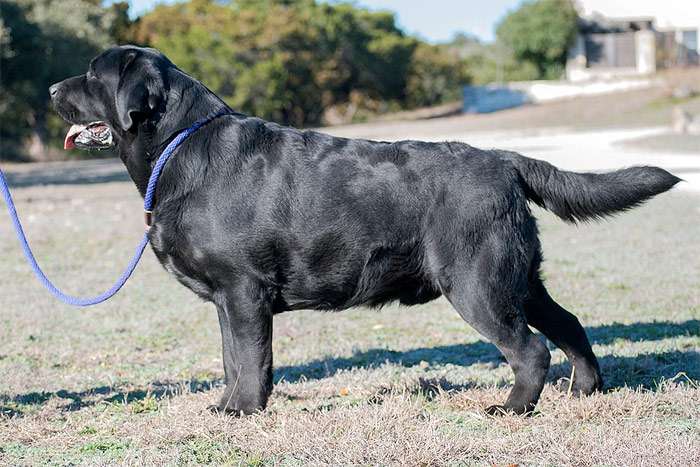 Кобель черного лабрадора ретривера, фото фотография собаки