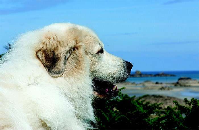 Пиренейская горная собака, фото фотография собаки
