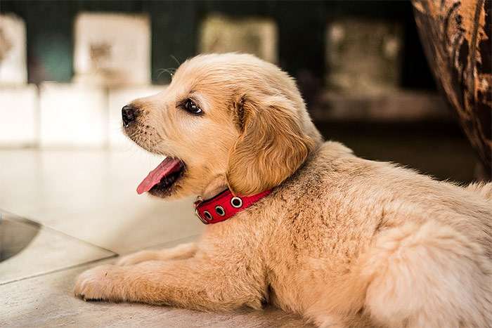 Щенок золотистого ретривера, фото фотография собаки