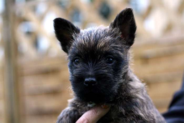 Керн-терьер щенок, фото фотография собаки