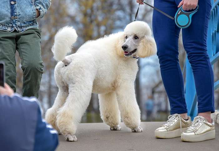 Белый пудель, фото фотография собаки