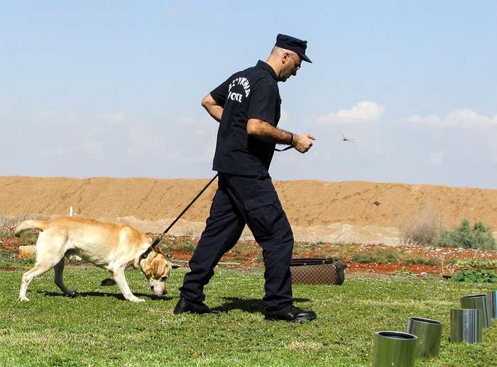 Полицейский дрессирует щенка лабрадора, фото фотография собаки
