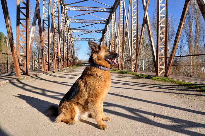 Немецкая овчарка охраняет мост, фото фотография собаки