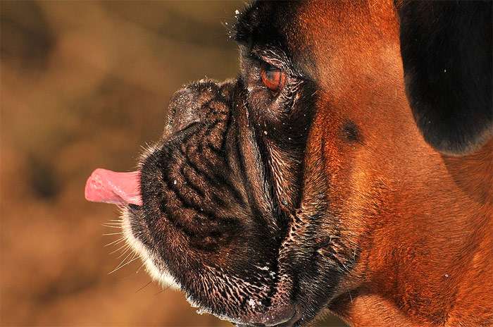 Боксер, морда, высунутый язык, фото фотография собаки