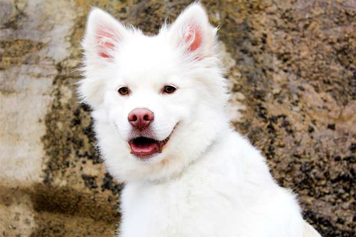 Белая акита-ину, фото фотография собаки